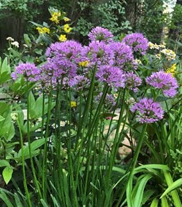 'MILLENIUM' ALLIUM
