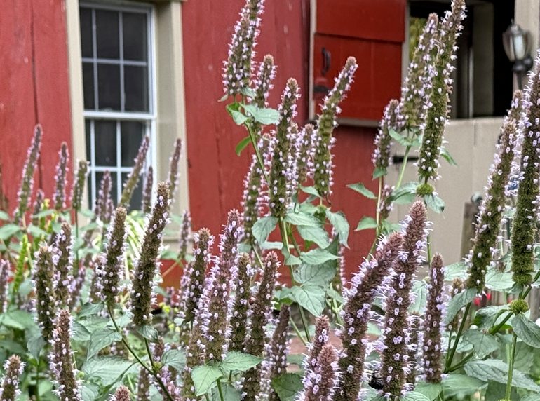 anise hyssop", classname:"img-fluid