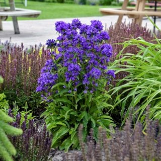 Bells And Whistles Campanula, Clustered Bellflower
Proven Winners
Sycamore, IL