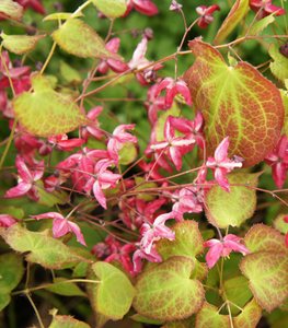 BARRENWORT