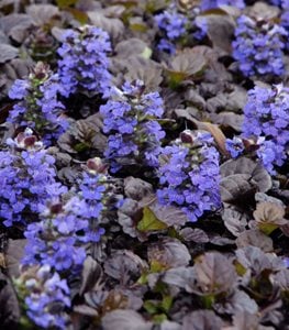 'Black Scallop' bugleweed