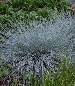 'Blue Whiskers' blue fescue grass