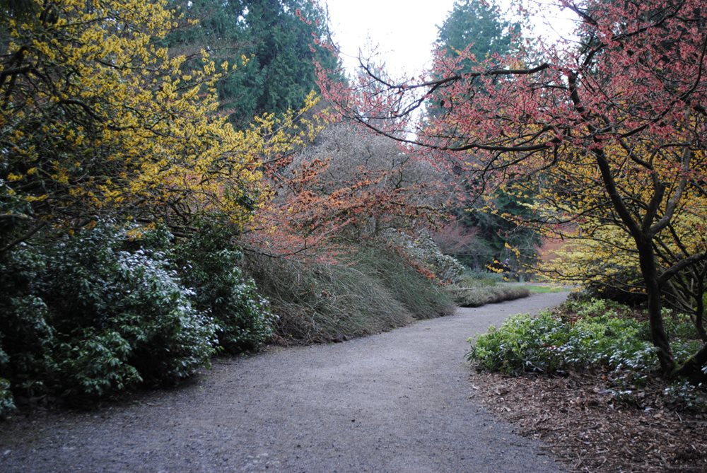 Witch hazel shrubs providing winter color and fragrance