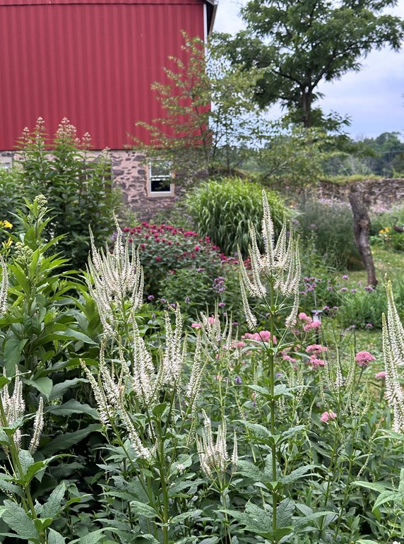 culver's root