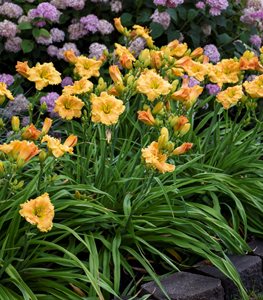 Rainbow Rhythm® 'Orange Smoothie' daylily