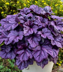 Dolce® 'Wildberry' coral bells