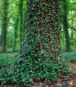 ENGLISH IVY