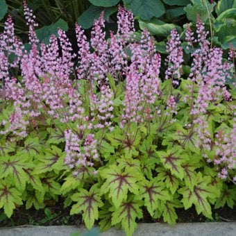 Fun and Games® 'Eye Spy' heucherella