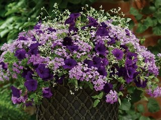 Purple Flowers