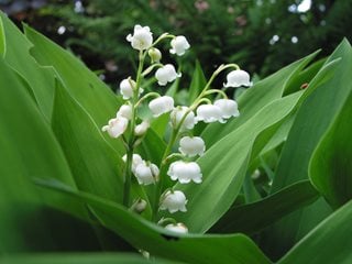 Lily Of The Valley, Fragrant White Flower
"Dream Team's" Portland Garden
Pixabay
