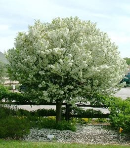crabapple