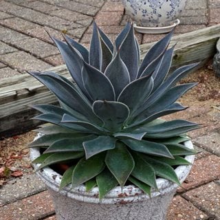 Mangave Lavender Lady In Container
Proven Winners
Sycamore, IL