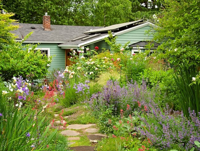 Wild meadow garden designed to support pollinators and wildlife