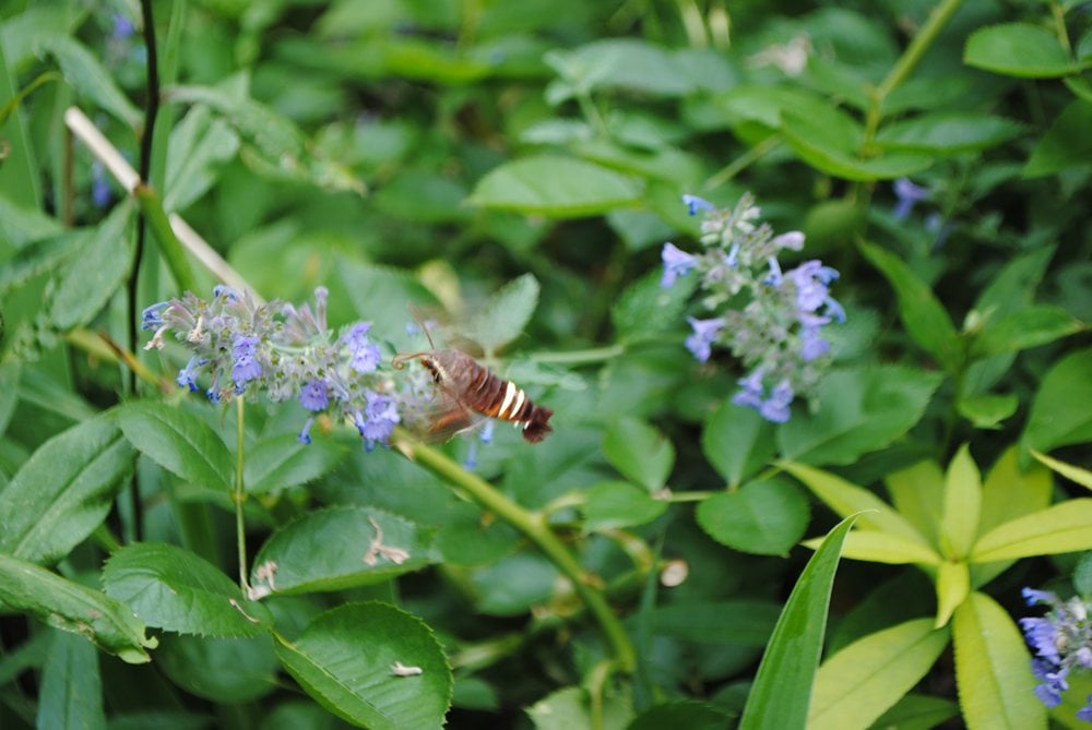 Nessus sphinx moth