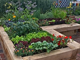 Raised Bed Vegetable Garden
Creating a Raised Bed Garden
Shutterstock.com
New York, NY