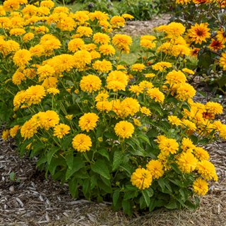 Rays For Days False Sunflower, Heliopsis Helianthoides
Proven Winners
Sycamore, IL