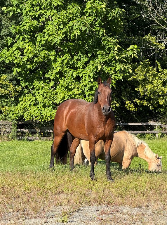 rescue horses