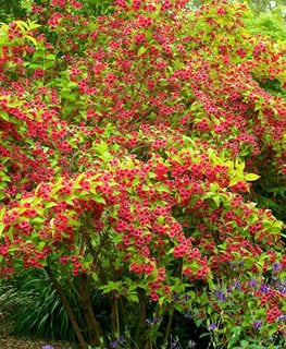 'Rubidor' weigela