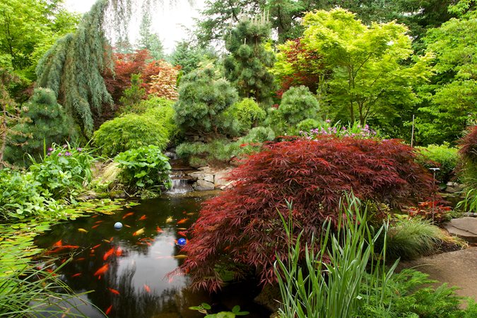 Secret garden with waterfall and koi pond