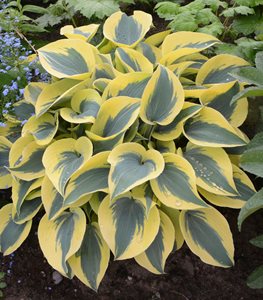 Shadowland® 'Autumn Frost' hosta