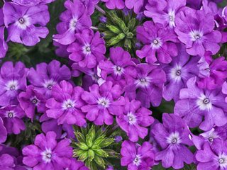 Superbena® Violet Ice verbena