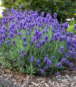 Sweet Romance® Lavender