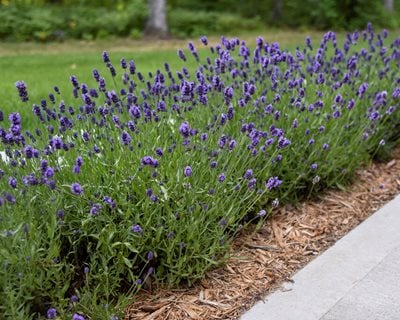 Sweet Romance lavender