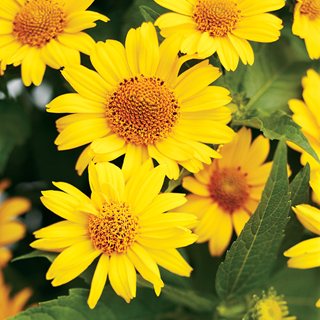 Tuscan Sun False Sunflower, Heliopsis Helianthoides
Proven Winners
Sycamore, IL
