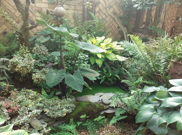 Elephant Ear and Pond