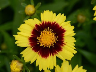 Uptick™ Yellow & Red Tickseed