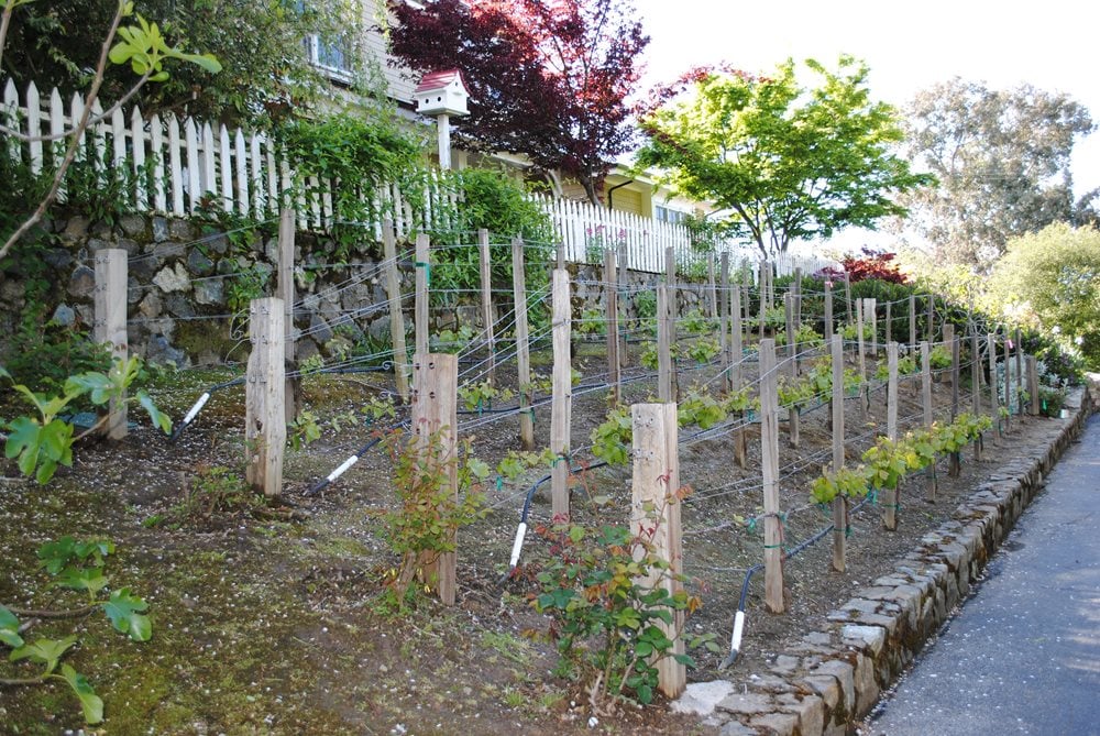 Vineyard Garden
Garden Design
Calimesa, CA
